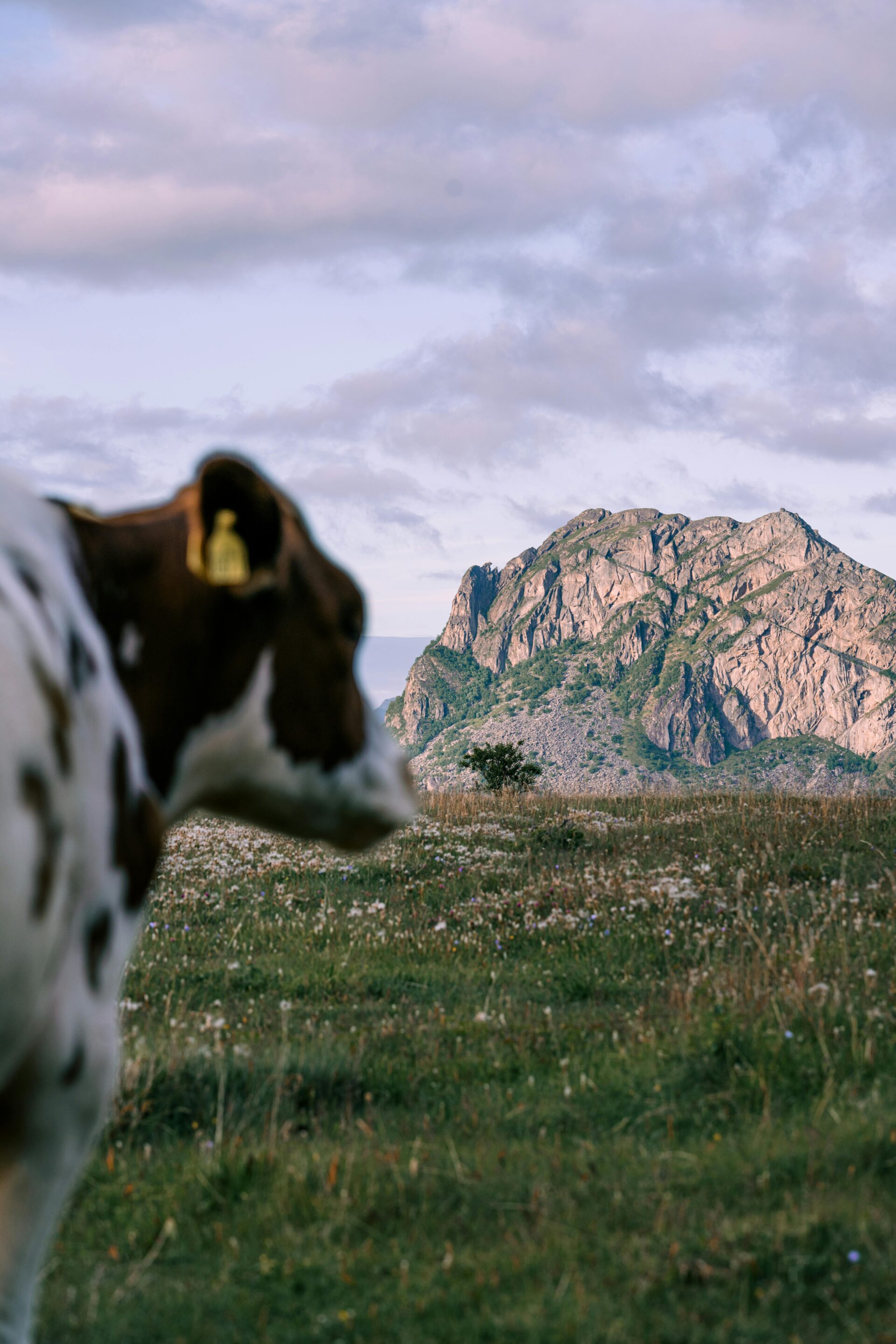 Cow in meadow photo