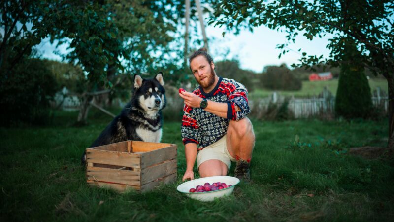 Man with dog harvesting apples